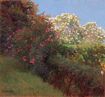 Oleandri in Fiore
