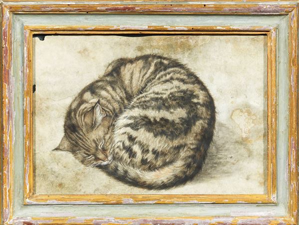 Scuola fiamminga del XVII secolo - Gatto addormentato