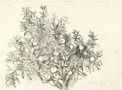 Albero di Arancio