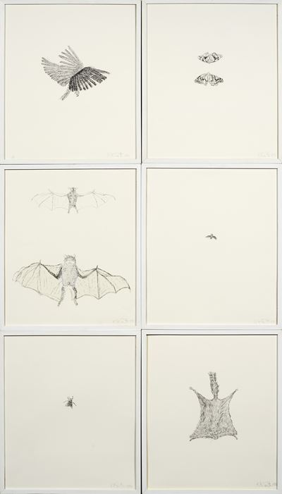 Bird, Moth, Bat, Bee, Fly, Squirrel