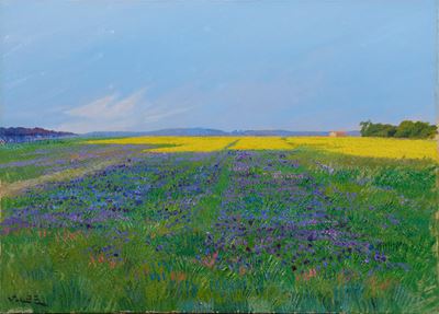 Campo con Borrane e Colza