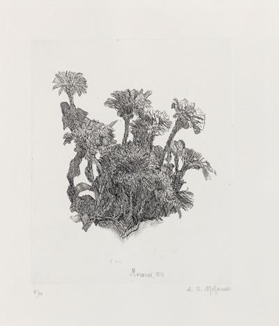 Cespo Fiorito