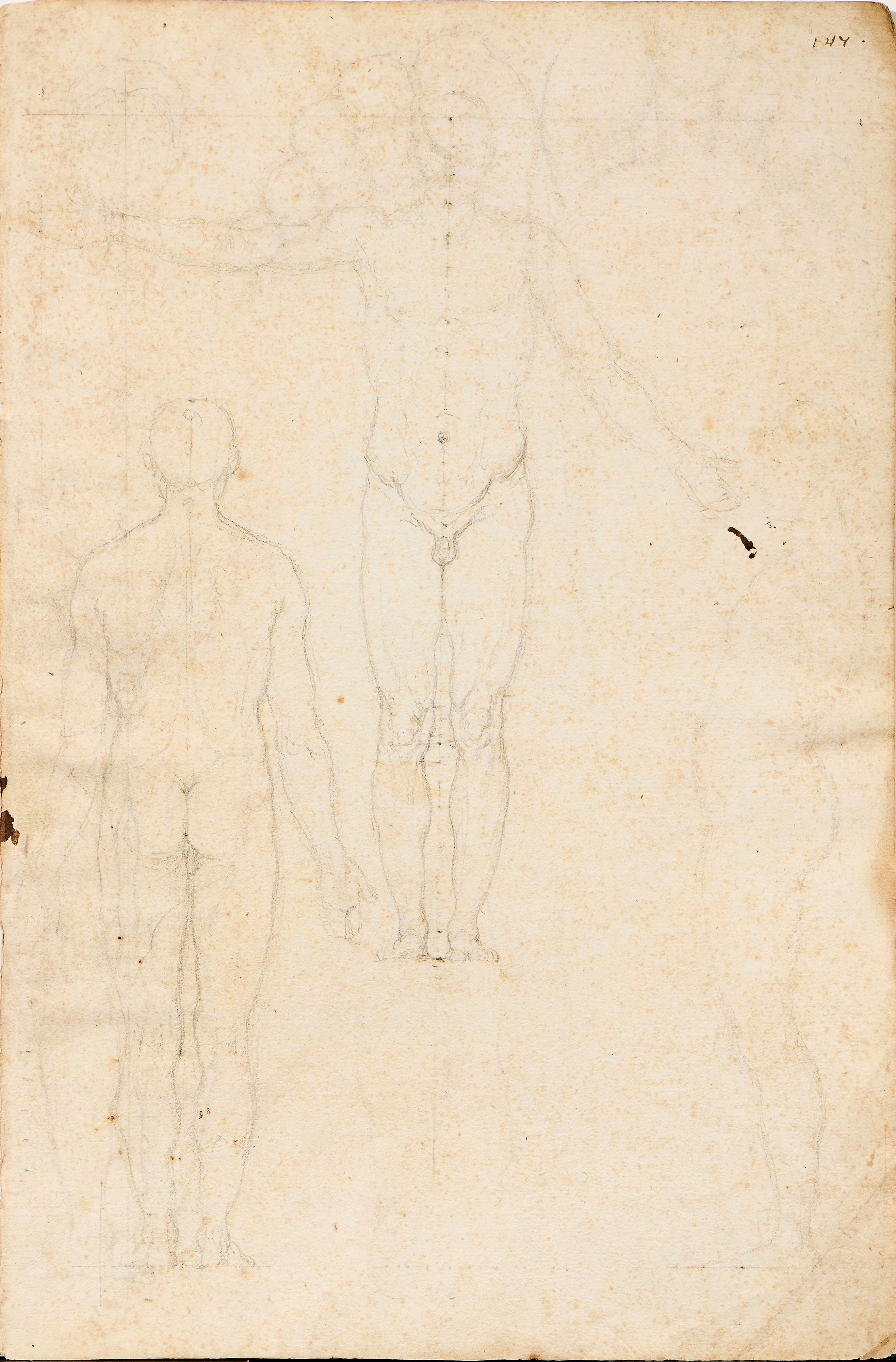 Studi di nudo maschile e studi di nudo femminile (tavole anatomiche)