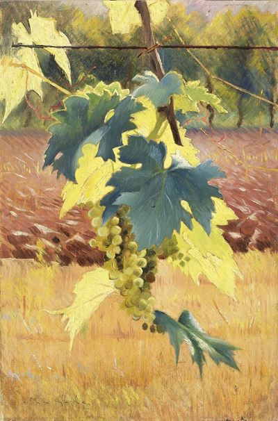 L'uva Acerba