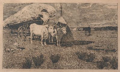 Bovi al Carro (maremma)