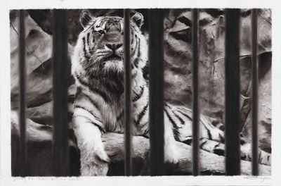 Study For Tiger On The Rocks