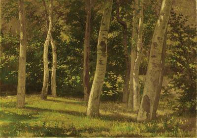 Primavera nel Bosco
