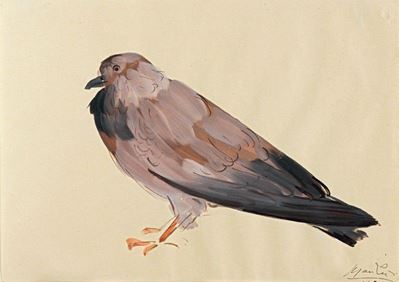 Uccello