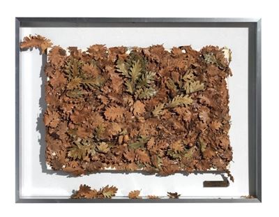 Nature Morte. Mon Refus De Plagier la Nature