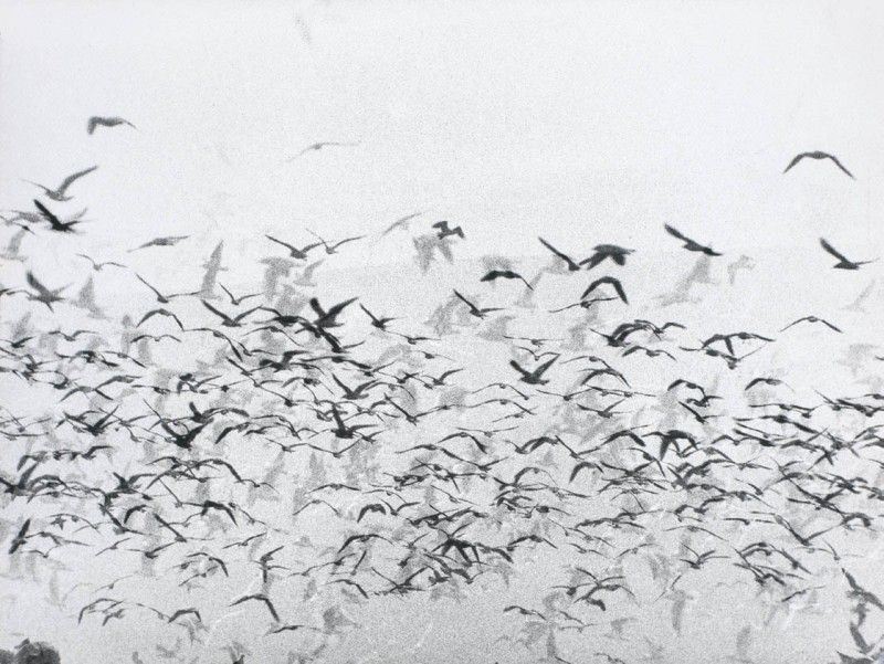Mario Giacomelli - Rondini