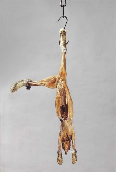 Coniglio