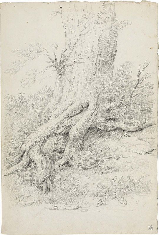 Pietro Ronzoni - Studio per radice d'albero