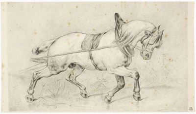 Cavallo da Tiro