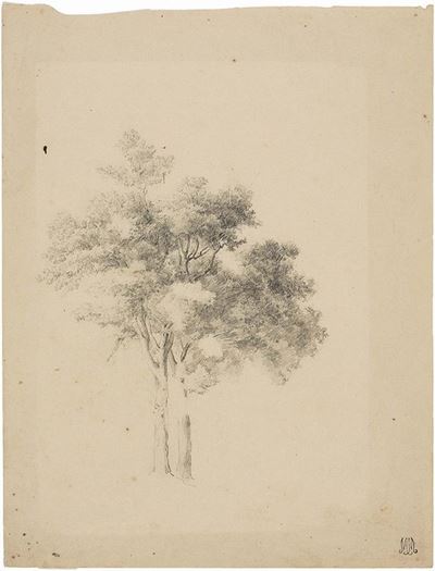 Albero