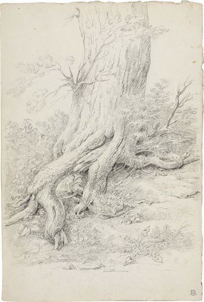 Studio per Radice D'albero