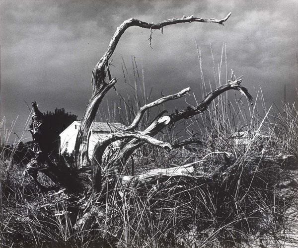 Mario Giacomelli - La casa e l'albero