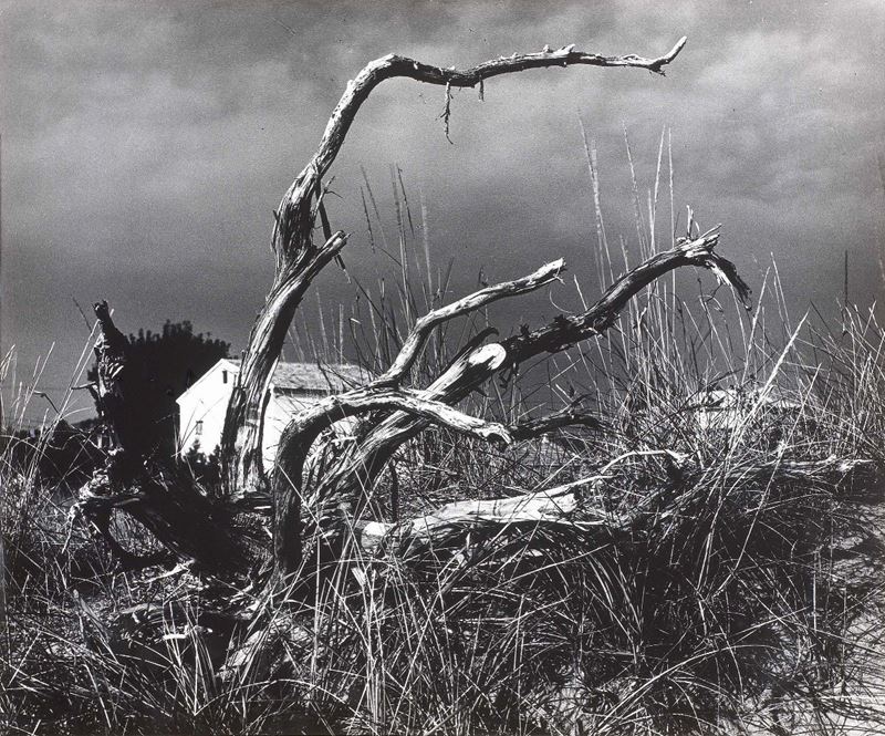 Mario Giacomelli - La Casa e L'albero