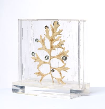 Albero - Assemblaggio in custodia di plastica