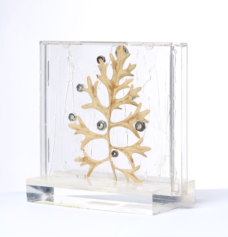 Gloria Persiani - Albero - Assemblaggio in custodia di plastica