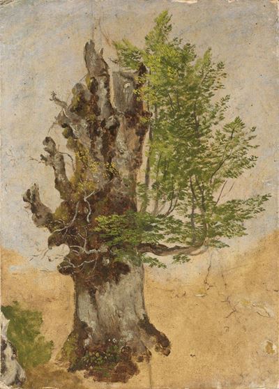 Albero