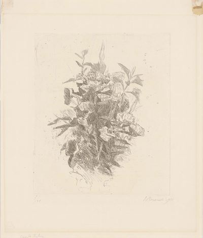 Fiori di Campo