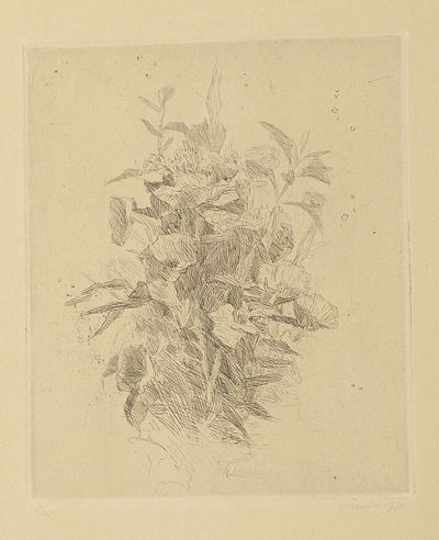 Fiori di Campo