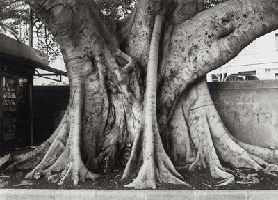 Ficus Magnolioides in Cagliari