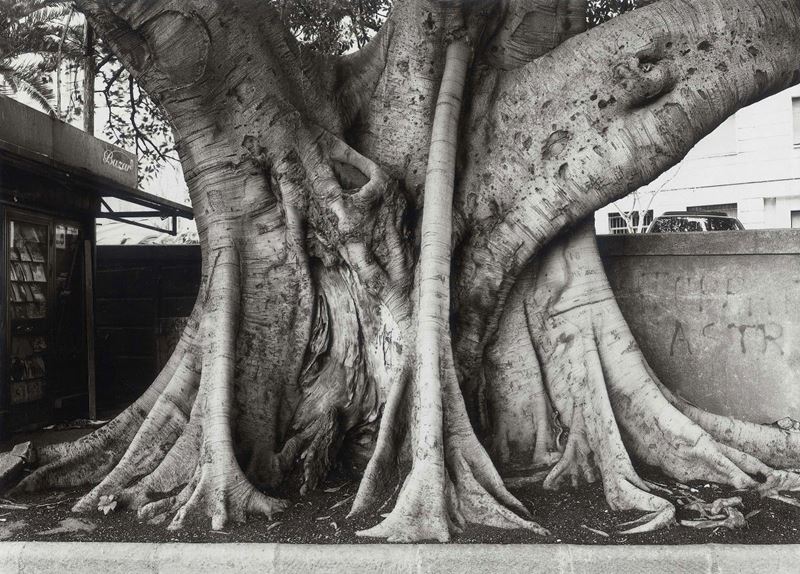 George Tatge - Ficus Magnolioides in Cagliari