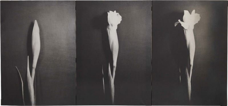 Elio Mariani - L'angoscia del Tempo che Passa: il Fiore