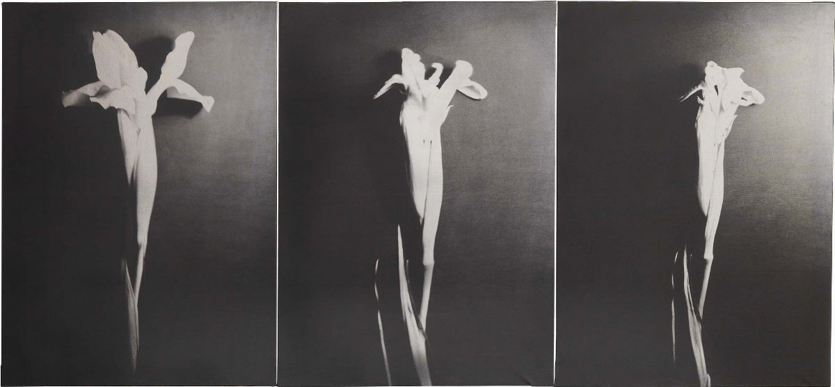 Elio Mariani - L'angoscia del Tempo che Passa: il Fiore