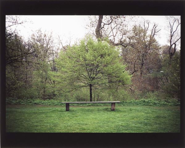 Gabriel Orozco - Tree Bench