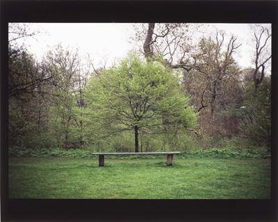 Tree Bench