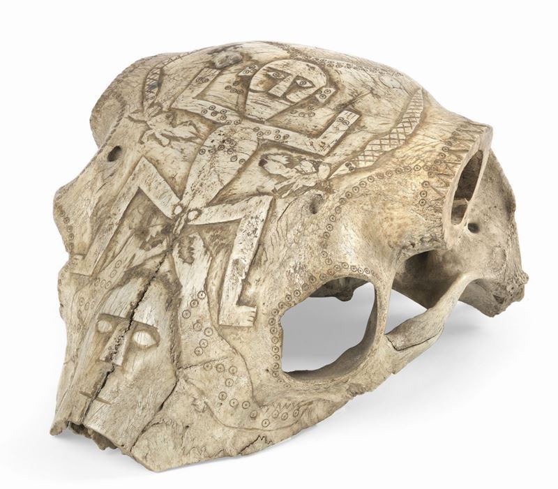 Cranio di Bufalo