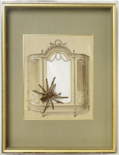 La Mygale Dans L'armoire