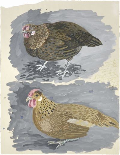 Galline
