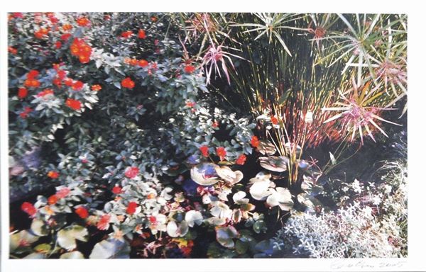 Carlo Cantini : Il giardino segreto  (2005)  - Fotografia a colori, es. unico - Asta OPERE DI ARTE CONTEMPORANEA PROVENIENTI DA UNA RACCOLTA PARTICOLARE - Casa d'aste Farsettiarte