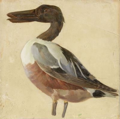 Uccello Acquatico