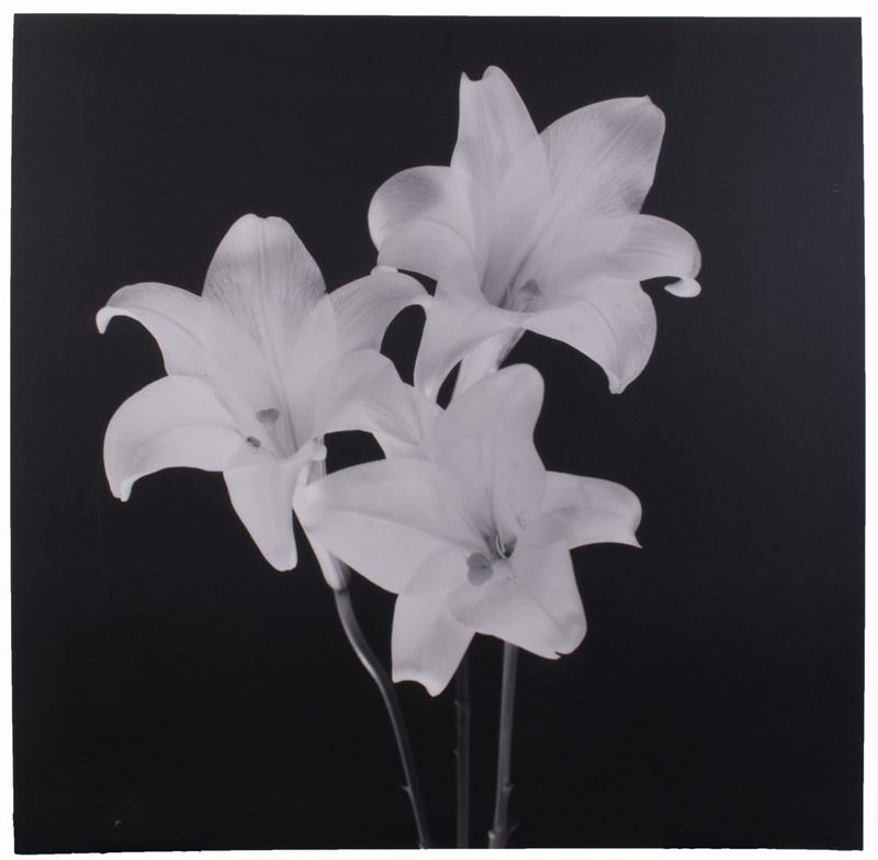 Gianluca Pollini - Tre Gigli