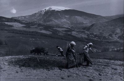 Aratura, Kodel, Albania