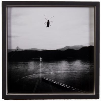 Dalla Serie «dreamed in Japan»