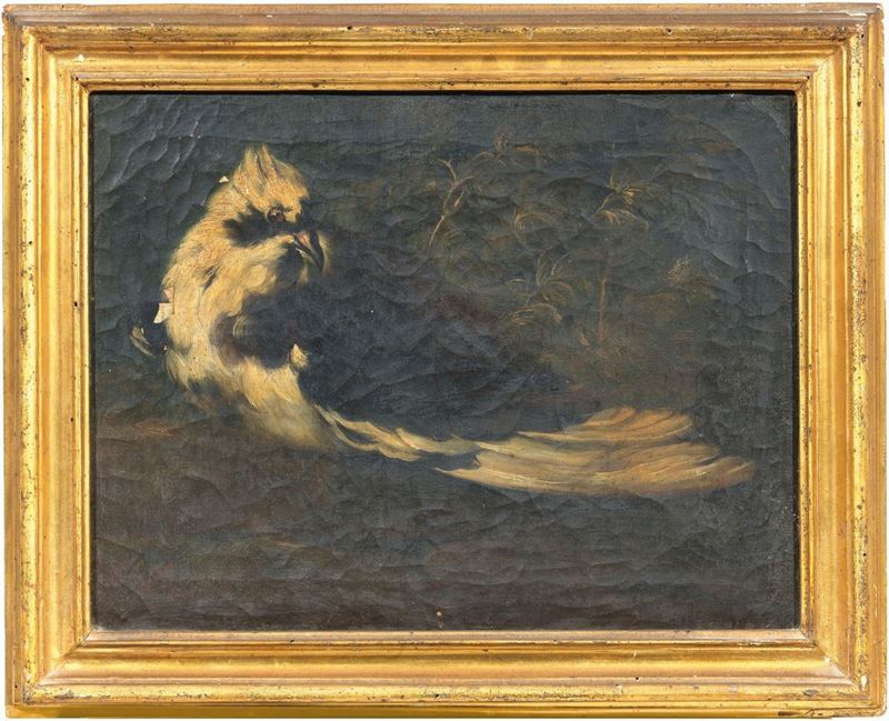 Giovanni Agostino Cassana (attr. A) - Piccione Vivo