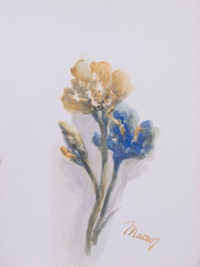 Iris Gialli e Blu