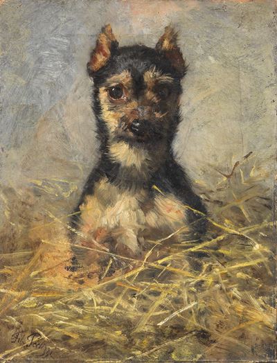 Yorkshire Terrier